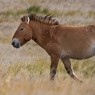 Hustai - Przewalski horse
